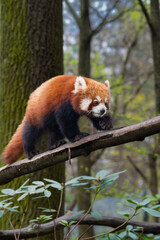 Fototapeta premium A full-body shot of a cute Red Panda (Ailurus fulgens) walking along a tree branch.