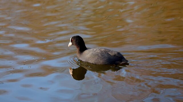 Eurasian coot swimming in calm natural water. Common coot moving across peaceful water surface. 