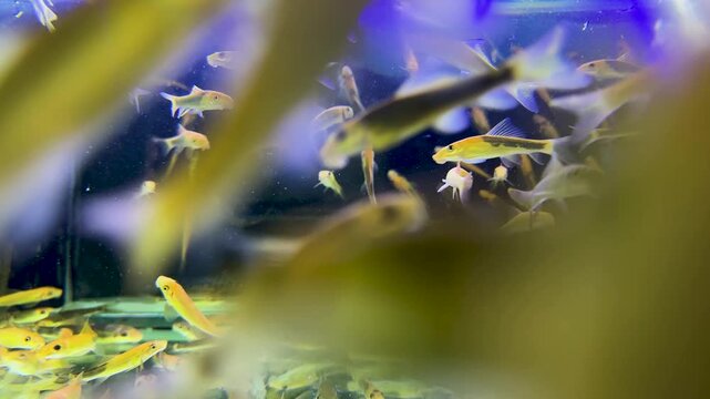 Glass aquarium filled with many fishes called Garra rufa inside. Popular affordable fish massage in Thailand, spa treatment with special toothless doctor fish that nibble dead skin off feet and calves