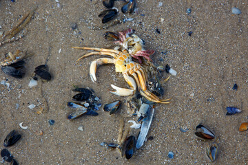 Nordsee in Nordholland, Sint Maartenszee, Strand © UllaAnne