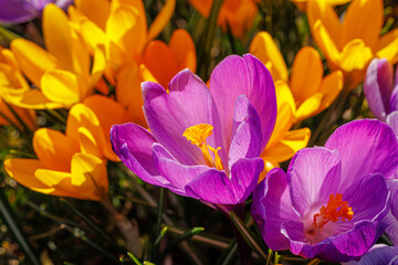 Fototapeta premium Spring background with violet Crocus flowers in park. Lila Crocus Iridaceae