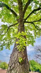 Fototapeta premium Bright green leaves glisten in the morning sunlight on a sunny day in Fort Worth, Texas, USA.