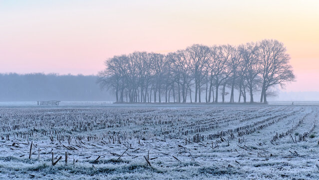 View of a frosty field leads to a dark line of trees beneath a soft, pastel sky, with a hint of winter's touch in Echten, Drenthe, Netherlands.