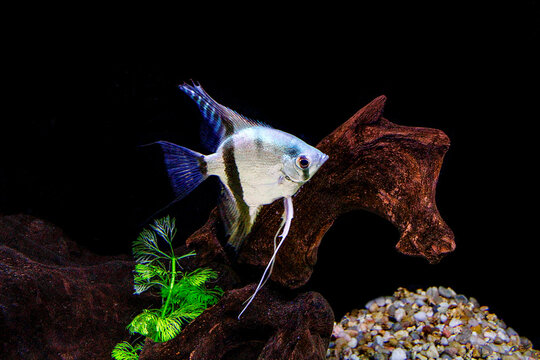 Peque&ntilde;o pez nadando en su pecera