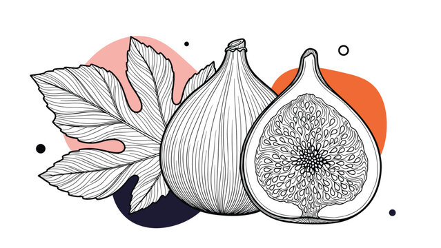Detailed botanical illustration features a whole fig, a fig cut in half to show the inside, and a large green leaf with abstract shapes.