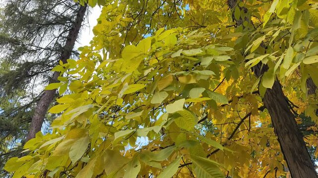 Autumn yellow foliage carya ovata hickory shagbark tree.