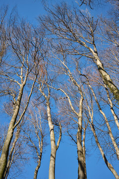Upward view of tall leafless trees with intricate branches against a clear blue sky. Natural winter forest scene with strong lines, texture, and perspective creating a calm and serene outdoor atmosphe