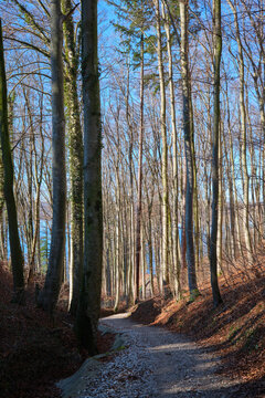 Upward view of tall leafless trees with intricate branches against a clear blue sky. Natural winter forest scene with strong lines, texture, and perspective creating a calm and serene outdoor atmosphe