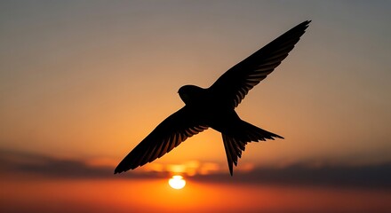 Naklejka premium A graceful swift in silhouette with its distinctive crescent-shaped wings soaring against a vibrant sunset sky.