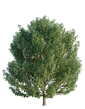 Acer platanoides tree, elevation, front view, cutout, transparent background, isolate, Detailed Green Maple Tree Branch with Leaves, Isolated on Background, Nature Element