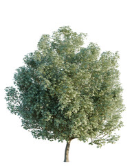 Fototapeta premium Acer platanoides tree, elevation, front view, cutout, transparent background, isolate, Detailed close-up of a green tree branch with vibrant foliage and intricate leaf texture.