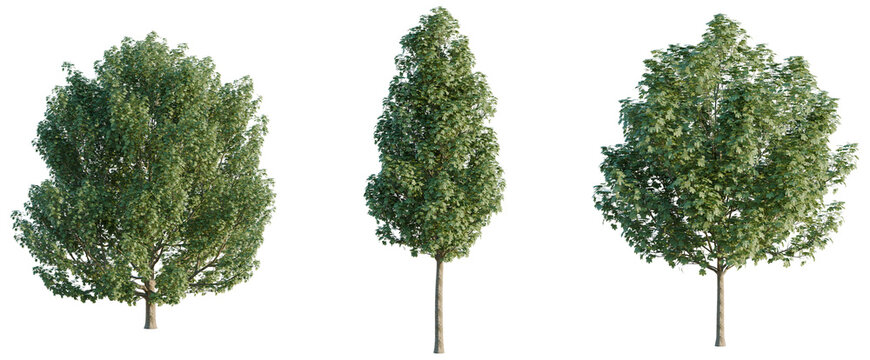Acer platanoides tree, elevation, front view, cutout, transparent background, isolate, Majestic oak tree with lush green foliage and strong trunk, nature scene, detailed close-up