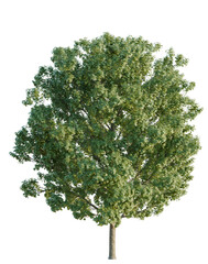 Fototapeta premium Acer saccharum tree, elevation, front view, cutout, transparent background, isolate, Detailed Birch Tree with Realistic Bark Texture, Perfect for Natural Scenery and Design Elements