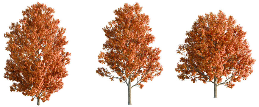 Acer saccharum tree, elevation, front view, cutout, transparent background, isolate, Detailed Autumn Maple Tree Leaves Close-Up, Vibrant Fall Colors, Natural Texture, High Resolution Image
