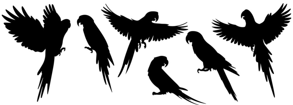 Parrot Silhouette Bird, Tropical macaw parrots flying in silhouette set against a white background, parrot silhouette, flying bird