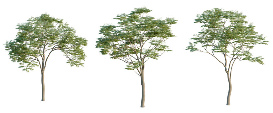 Sapindus mukorossi tree, elevation, front view, cutout, transparent background, isolate, Detailed Illustration of a Lush Green Tree with Intricate Branching and Foliage