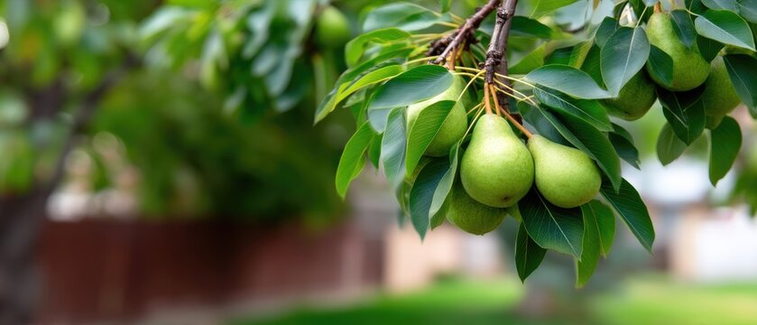 Pears hanging on a tree branch in a garden during late spring or early summer gathering food from sunlight