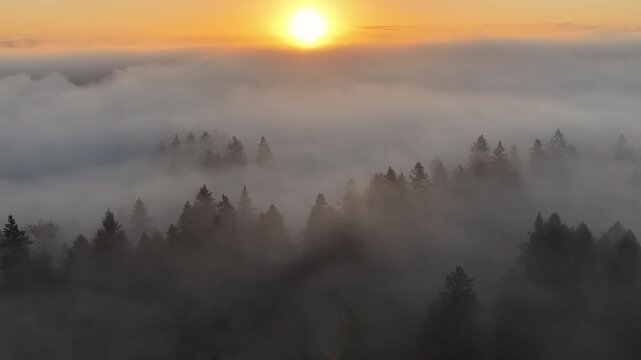 Fog drifts over a scenic forest of evergreen fir trees in Oregon, just south of Portland. The entire Pacific Northwest region is known for its magnificent forests and mountainous landscapes.
