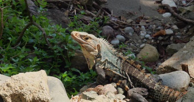 Black spiny-tailed iguana (Ctenosaura similis) at the edge of a beach on the Osa Peninsula, Costa Rica