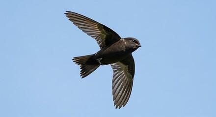 Fototapeta premium A sleek dark brown swift bird is captured in swift flight with pointed wings against a clear blue sky.