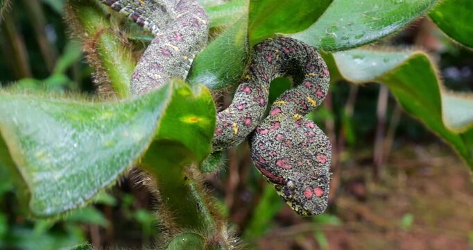 Eyelash Viper (Bothriechis schlegelii) in Corcovado National Park, Costa Rica 