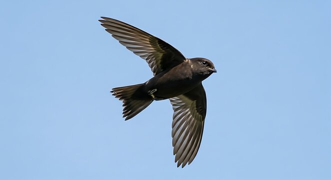 A sleek dark brown swift bird is captured in swift flight with pointed wings against a clear blue sky.