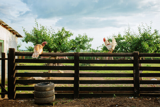 View of a rustic wooden fence, chickens perched above, under a blue sky, tires stacked below, in the countryside, Sremska Mitrovica, Vojvodina, Serbia.