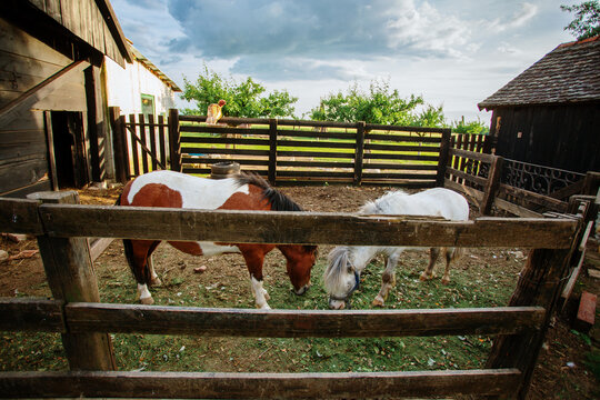 View of two ponies, one brown and white and one white, grazing peacefully in a rustic wooden pen under a dramatic sky, Sremska Mitrovica, Vojvodina, Serbia.