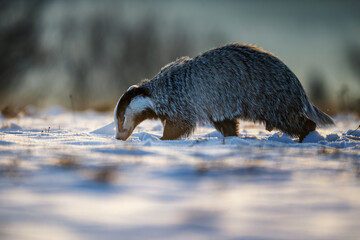 European badger (Meles meles) foraging in a snow-covered field during golden hour  © Rudolf