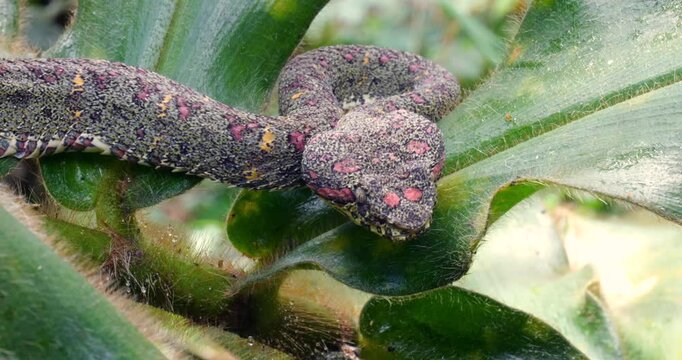 Eyelash Viper (Bothriechis schlegelii) in Corcovado National Park, Costa Rica 
