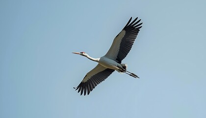 Obraz premium A majestic white crane with dark wing tips is gracefully flying across a clear blue sky.