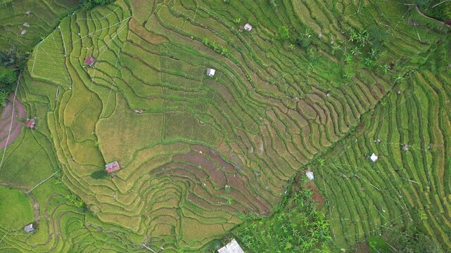 Aerial drone footage from above nearby Citambur waterfall, Karangjaya, Cianjur regency, Java island, Indonesia, with green terrace rice field plantations, in a beautiful valley, few farmer's huts