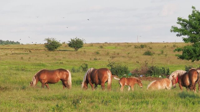 Mares and foals on a pasture in summer, horse stud