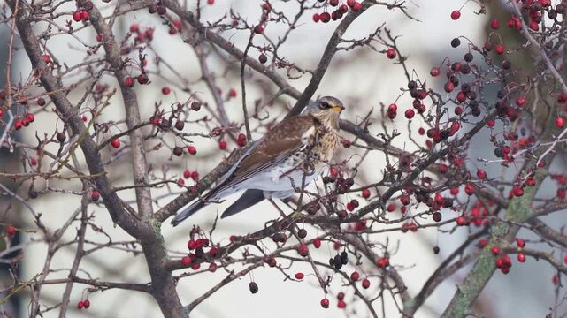 Fieldfare (Turdus pilaris) eating hawthorn fruit in winter