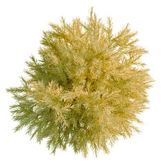 Chamaecyparis pisifera Sungold tree plan, top view, cutout, transparent background, isolate, Detailed green fern leaves close-up, natural texture, botanical elements, vibrant colors, organic design © Peter Hai