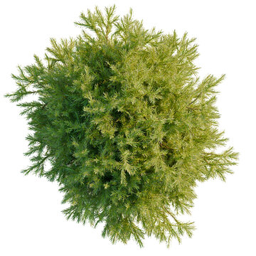 Chamaecyparis pisifera Sungold tree plan, top view, cutout, transparent background, isolate, Detailed Green and Yellow Pine Tree Branch with Needles, Lush Forest Element, Nature Stock Photo