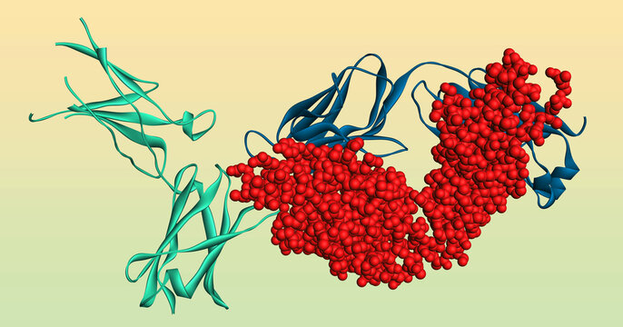 Dupilumab antibody antigen protein complex with IL-4 receptor and immunoglobulin Fab fragment. Protein visualization of IL-4R alpha inhibitor. 3D render