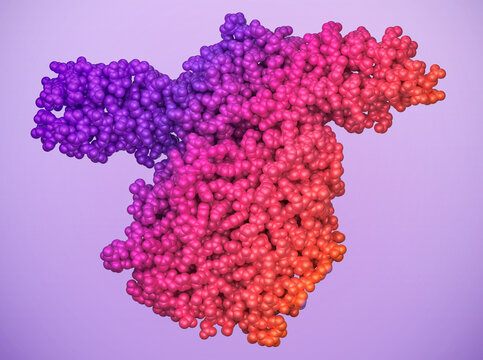 Botulinum neurotoxin Type A, botulinum toxin, neurotoxic protein molecule. CPK spheres with a vibrant purple and pink gradient. 3D render