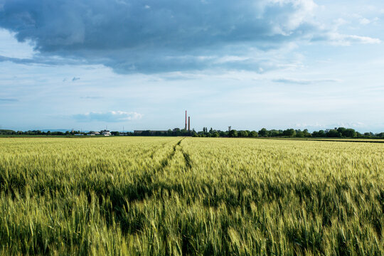 View of golden wheat field stretches to the horizon under a cloudy sky, with industrial smokestacks puncturing the skyline, Sremska Mitrovica, Vojvodina, Serbia.