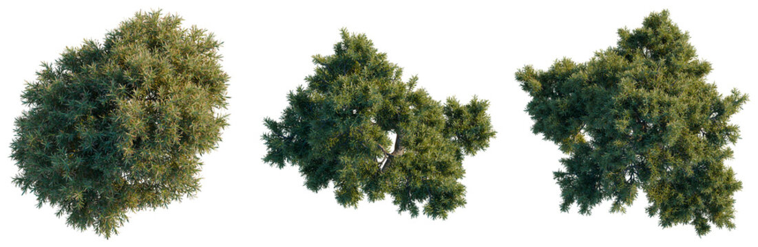 Juniperus communis tree plan, top view, cutout, transparent background, isolate, Detailed pine tree branches with needles, forestry and nature concept, realistic illustration.