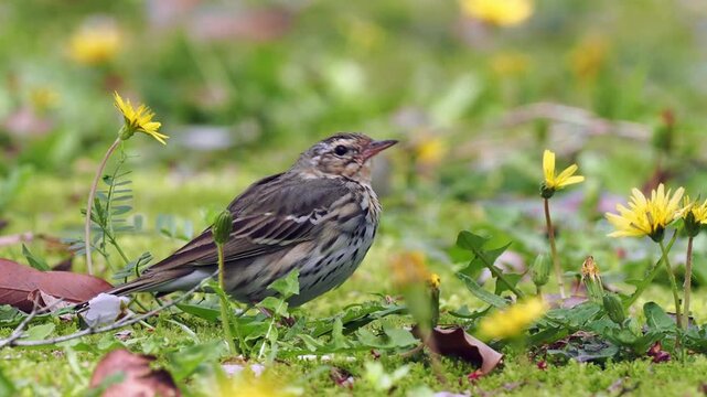 森で地面に降りて周りを見渡しているビンズイ