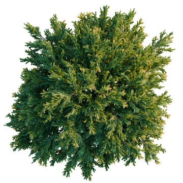 Juniperus occidentalis Rheingold tree plan, top view, cutout, transparent background, isolate, Evergreen conifer tree, detailed texture, winter season, natural landscape, botanical illustration