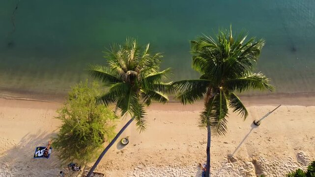 Two palm trees in Chalok baan kao bay - Koh Tao - Thailand.