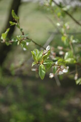 Obraz premium Close-up of green leaves and white cherry blossom petals in spring with a soft blurred background. Fresh botanical image ideal for orchard, floral, seasonal, and natural beauty themes.