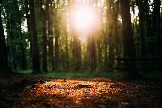 View of dappled sunlight filtering through a dense forest, illuminating the textured ground in warm, inviting tones, Cherevitsh, Vojvodina, Serbia.