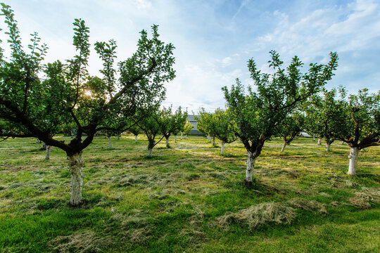 View of verdant trees stand in rows across a sun dappled grassy field under a blue sky with fluffy clouds, creating a peaceful orchard scene, Sremska Mitrovica, Vojvodina, Serbia.