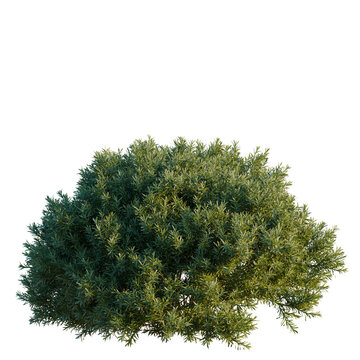 Juniperus communis tree, elevation, front view, cutout, transparent background, isolate, Detailed Spruce Tree Branch with Pine Needles, Isolated on Transparent Background for Design