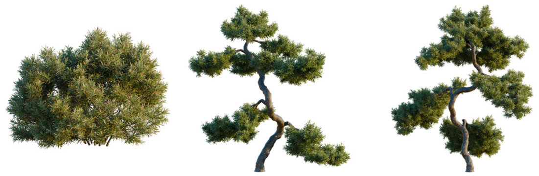Juniperus communis tree, elevation, front view, cutout, transparent background, isolate, Detailed Pine Tree with Lush Foliage, Realistic Rendering for Nature and Landscape Designs