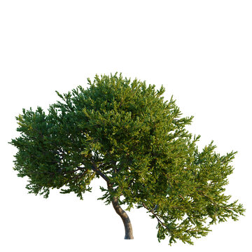 Juniperus occidentalis Rheingold tree, elevation, front view, cutout, transparent background, isolate, Realistic pine tree with detailed needles and branches, perfect for nature-themed designs.