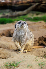 Fototapeta premium Peaceful Animal Gaze. Tranquil Meerkat Perches On Sunkissed Rock With Curious And Attentive Expression